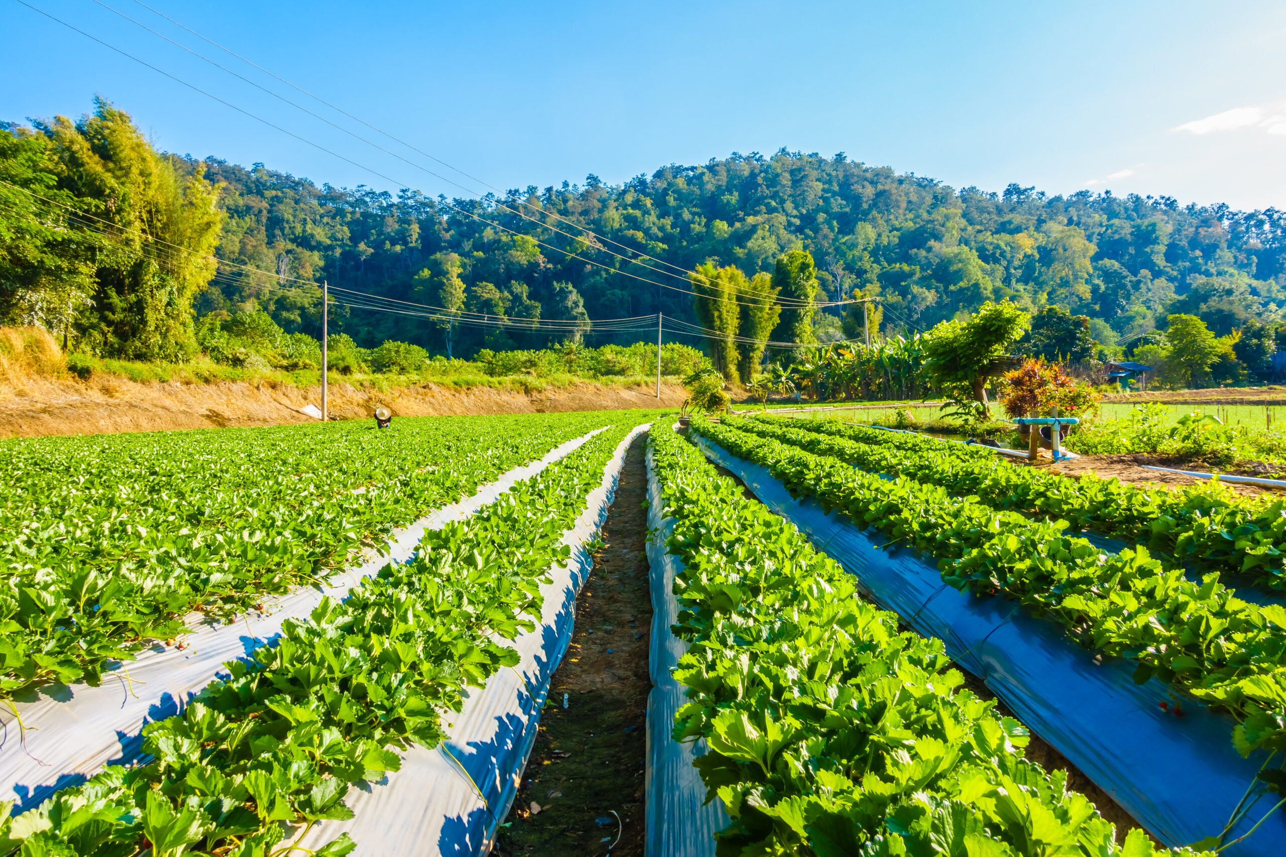 organic farming